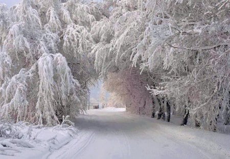 Winter arches - winter, arches, trees, snow