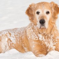 *** Golden Retriever ***