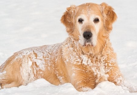 *** Golden Retriever *** - animal, retriever, snow, dog, golden, animals