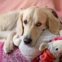 *** Sad Golden Retriever ***