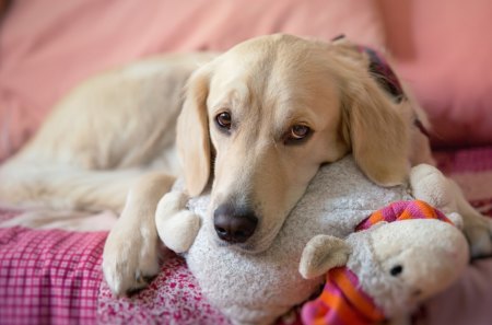 *** Sad Golden Retriever ***