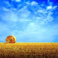 Yellow cornfield and blue