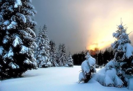 winter - tree, winter, ice, snow