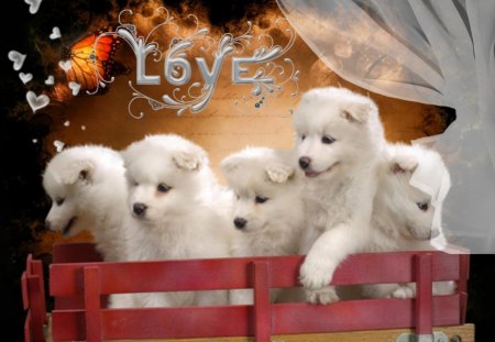 Sweet Puppies - dogs, love, cute, puppies