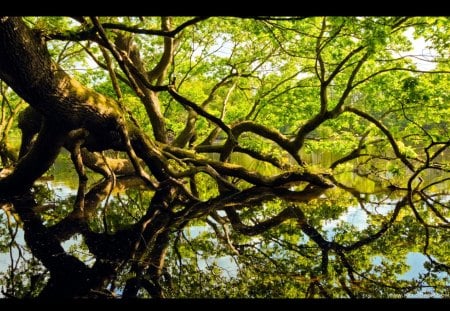 Tired Oak Tree - branches, oak, forest, trees