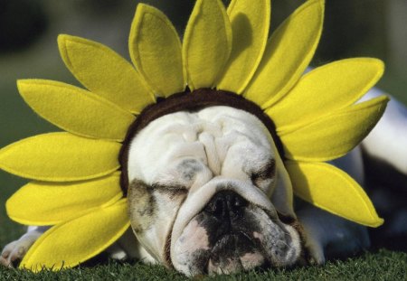 funny dog ​​with sunflower - dog, grass, sunflower, funny