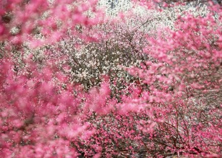 spring in hokkaido - spring, flower, forest, tree