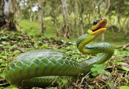 ON THE DEFENSE - REPTILE, COOLED BLOODED, SNAKE, GREEN