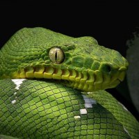 EMERALD TREE BOA