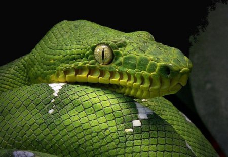 EMERALD TREE BOA - REPTILE, BOA, SNAKE, GREEN