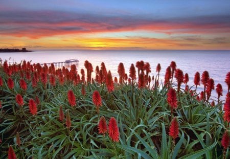 Simply Beautiful - flowers, clouds, sunset, nature, sea, sky