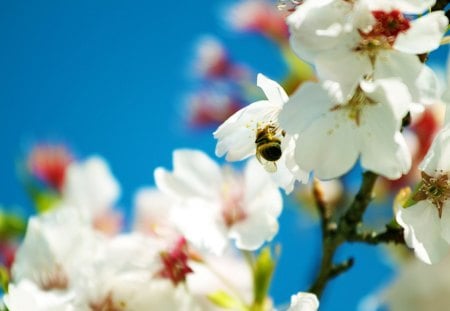 The Busy Spring Bee - cherry blossoms, flowers, spring, blue sky, bee, tree, nature