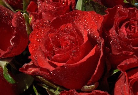 ~Ruby Roses~ - flowers, roses, nature, beautiful, romance, bouquet