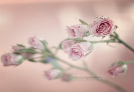 ~ Mini Roses ~ - nature, pink roses, mini, roses, pink, beautiful, flowers, lovely