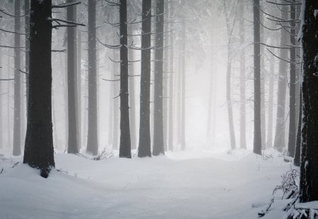 Beautiful Forest - nature, trees, snow, winter, beautiful forest