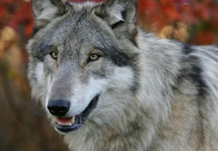 Grey Wolf - nature, predator, looking, wild