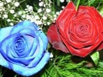 Red and blue rose