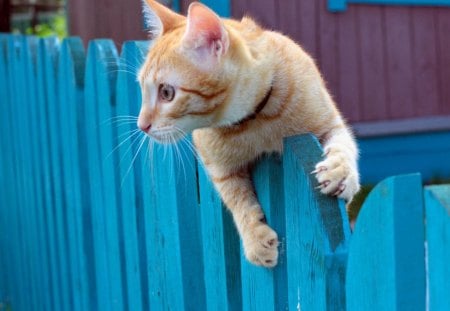 â‰¡ Jumping the fenceâ™¥ â‰¡ - love, fence, jumping, animals, ginger, home, forever, cats, blue, garden