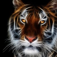 tiger