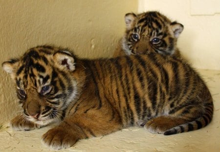 baby - tigers, baby, stripes, two