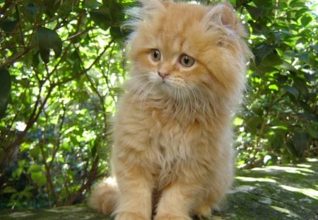 OMG!!! - ginger, orange, cat, animal, nature, kitten, funny, green, cute