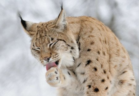 Lynx - wildlife, cats, animal, lynx, animals, winter, lick, other