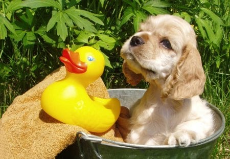 â‰¡ Afternoon bath in the gardenâ™¥ â‰¡ - duck, sunshine, animals, yellow, forever, green, dogs, afternoon, garden, love, fresh, puppy, pet, lovely, gold, bath, towel, sweet