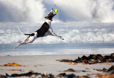 â‰¡ Jumping for the ballâ™¥ â‰¡ - love, catching, beach, jumping, animals, pet, ball, forever, dog, athletic