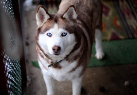 Husky - pretty, pay, beautiful, dog face, beauty, puppies, lovely, playful dog, sweet, playful, dogs, bubbles, cute, face, puppy, animals