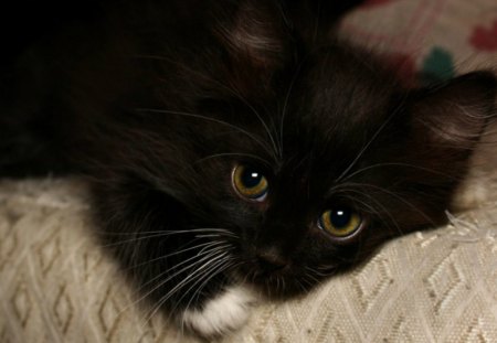 Black cutie - white, fur, cat, kitty, animal, cute, black, kitten