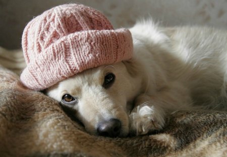 Cute dog - cap, hat, winter, white, warm, dog, pink, animal, cute