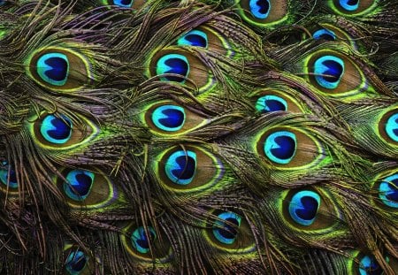 Peacock feathers - peacock, art, abstract, blue, feather, green, beautyful, bird