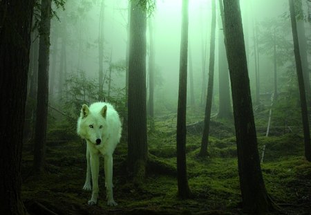 Alone - white, wolf, green, forest