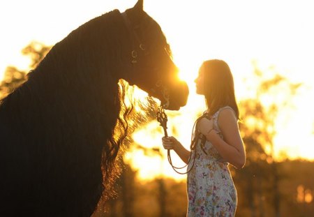 Strengthening the Bond - friesian, horse, holland, dutch