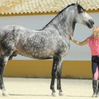 Andalusian Hunk!!