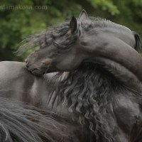 Time to Preening