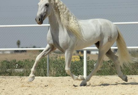 Spectacular Andalusian - white, horses, spanish, grey, andalusian