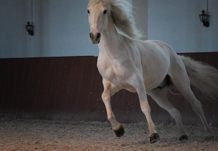 Game Time - spanish, grey, horses, andalusian