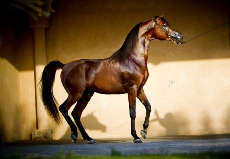 Bay Arabian - arabian, horses, brown, bay