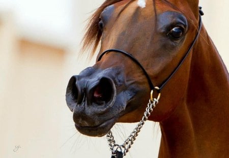 Arabian Gaze - chestnut, arabian, horses, gaze