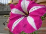 Pink & White Petunia