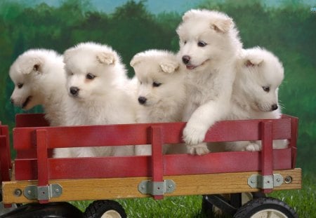 ~Precious Puppies~ - adorable, fluffy, animals, soft, pets, red wagon, samoyed puppies, precious, dog, dogs, sweet, canine, samoyed, cute, puppies