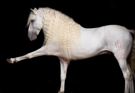 Spanish Walk - white, horses, spanish, spanish walk, andalusian