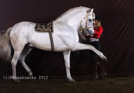 Beautifully Tamed - spanish, white, horses, andalusian