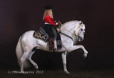 Beautifully Tamed 1 - horses, white, andalusian, spanish