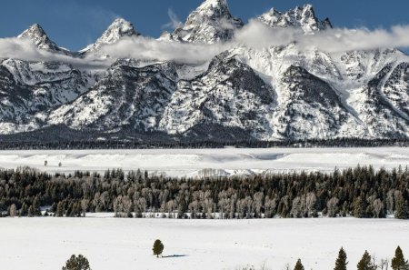 clouds covering the mountains - snow, clouds, mountains, tree