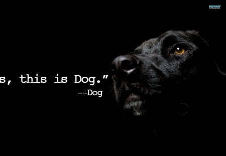 yes this is dog - black, dog, yes, animal