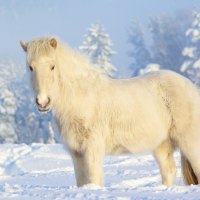 horse in the snow