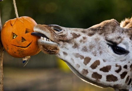 Giraffa - teeth, giraffa, pumpkin, head