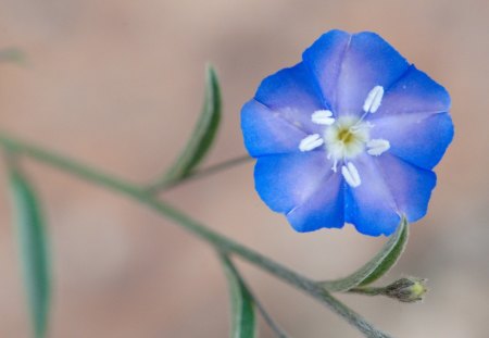 Blue Flower - Leaf, flower, Nature, Blue